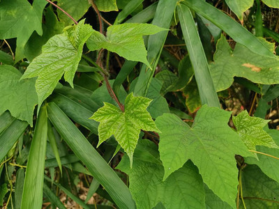 野生爬行绿色番薯植物图片