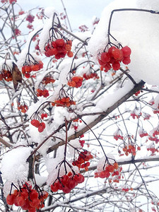 红维本林树枝花瓣玫瑰植物图片