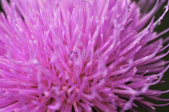 美丽的紫蓟花粉红色的牛蒡花牛蒡刺花特写开花蓟或奶蓟草本植物奶蓟草图片