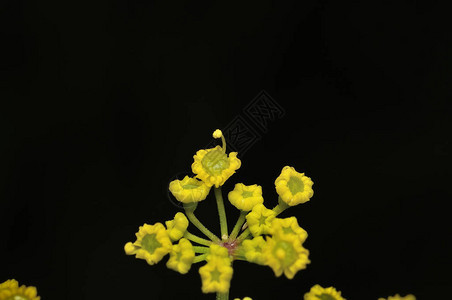 蓍草植物顶部是扁平明亮的黄色花头图片
