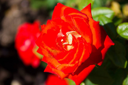 美丽的玫瑰花紧贴的花朵图片