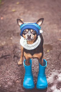 雨天戴着帽子围巾和橡胶靴的可爱狗的画像图片