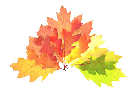 秋叶从绿色到红色的渐变与白色背景隔离背景图片