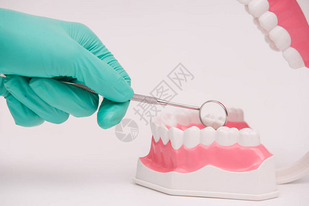 牙医使用镜子检查牙齿模型或牙齿模型图片