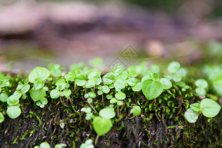 生长在热带雨林自然绿草地上的小植图片