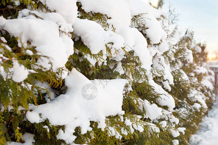 圣诞节冬季背景和寒冷的硫酸树图图片