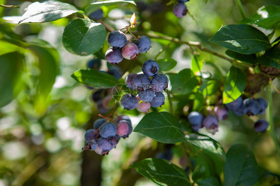 灌木丛上新鲜的有机蓝莓阳图片