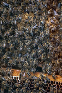 数以千计的蜜蜂巢上的蜂蜜蜂采集花蜜并返回蜂巢后放图片