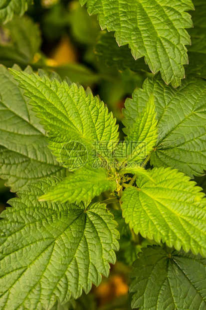 新鲜的叶子绿色荨麻刺草特写植物设计图片