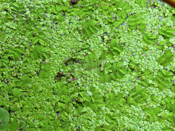 Lemna湖植物特写纹理背景图片