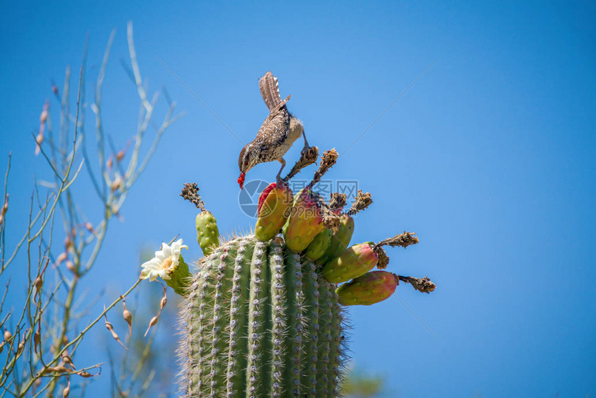 南西索诺兰沙漠中带有CactusWren的SaguaroCa图片