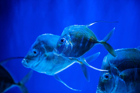 亚特兰大水族馆大西洋月球鱼在蓝水中聚集成群海背景