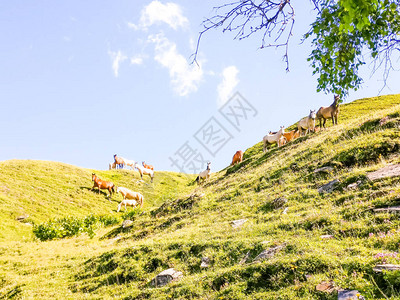 Tusheti公园风景如画的照片野生的地方旅行风景秀丽的高加索山脉景观格鲁吉亚旅游夏季景观大高加索自然乔治图片