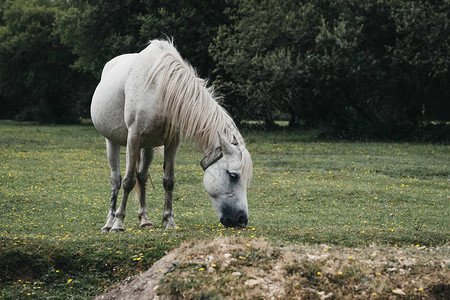 暂未开放夏季英国多尔塞特新森林公园的一片田野中白马放背景