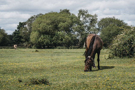 棕色马在夏天在英国多塞特新森林公图片