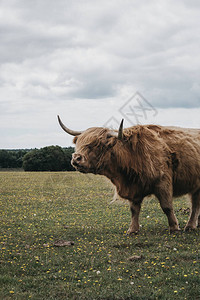 高地牛群的侧面景色在夏季站在英国多塞特新森林公园背景