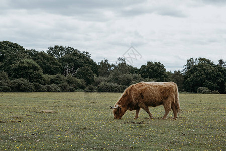 暂未开放高地牛群放牧的侧景在夏天在英国多塞特的新森林公背景