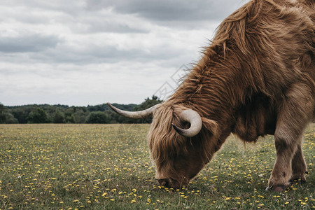 在英国多塞特新森林公园的高原牛群牧背景