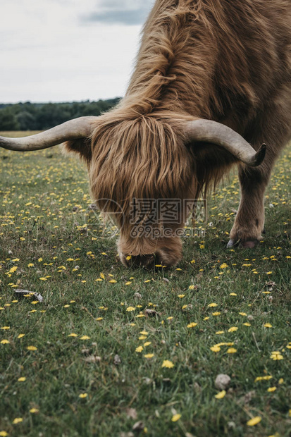 在英国多塞特新森林公园的高原牛群牧图片