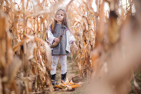 小女孩在田间收集玉米的照图片