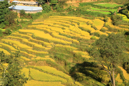 农业尼泊尔的稻田图片