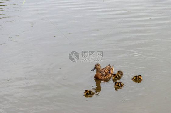 野鸭和小鸭子在湖里游泳图片