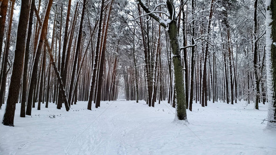 美丽的雪覆盖野生森林自然保护冬图片