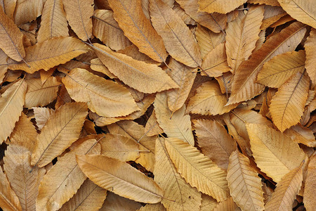 干栗叶地毯秋天图片