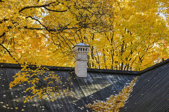 秋天一栋楼的黑屋顶有落下的黄色叶图片