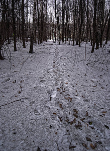 早春公园里的脏雪俄罗斯图片
