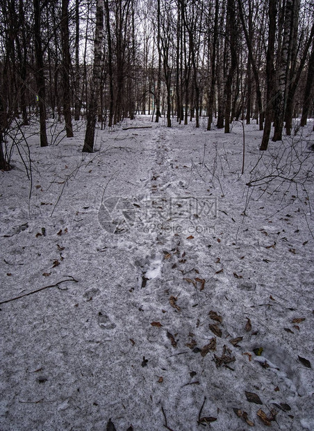 早春公园里的脏雪俄罗斯图片