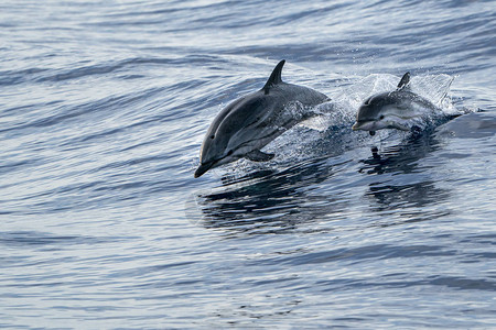 与小儿子斑纹海豚在海外跳跃背景图片