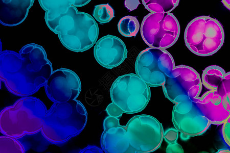 细菌胞的形状共角bacilli图片