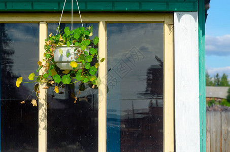 花盆悬挂在私人住宅的屋顶上图片