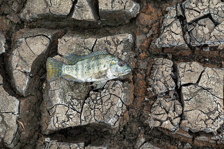 缺水的鱼儿图片