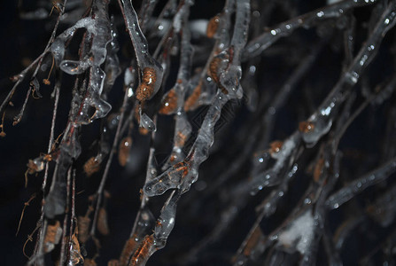 冰冷的桤木树枝和锥体夜晚冰上的眩光图片