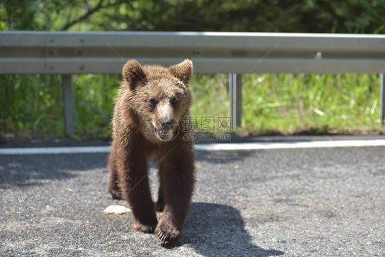 野生棕熊过马路寻找食物图片