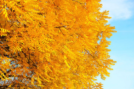 黄色秋叶在风景如画的秋天公园城市公园阳光明媚的日子图片