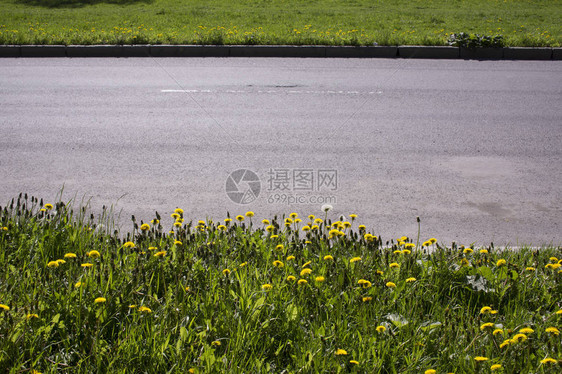 蒲公英植物蒲公英又名普通蒲公英的黄色花在地面上生长图片