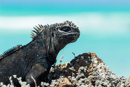加拉帕戈斯群岛面临绿海的蜥蜴头图片
