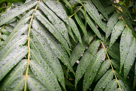 绿叶与水滴热带树自然背景图片