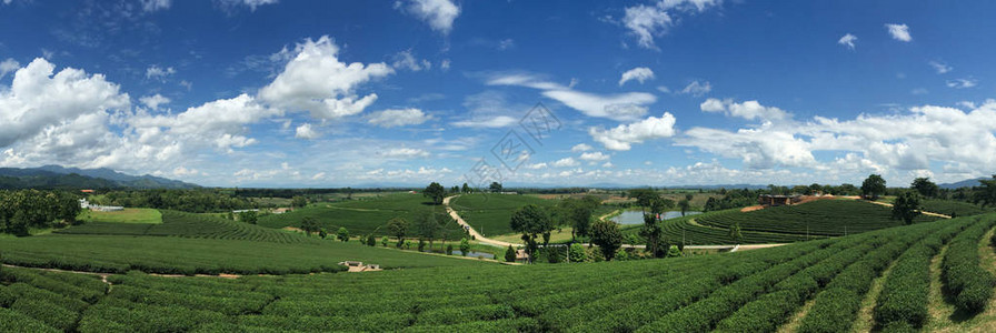 茶叶种植园的美丽山地景观图片