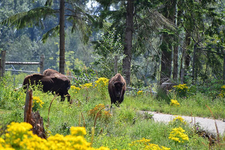 野牛在地上吃草的景象加拿大不列颠哥伦比亚省兰利市图片