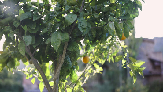 橙色农场的日光橙树中的亚特橙树图片
