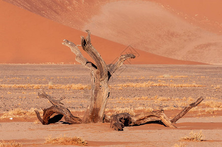清晨阳光照亮Dune45附近的一棵死树Sossuvlei图片