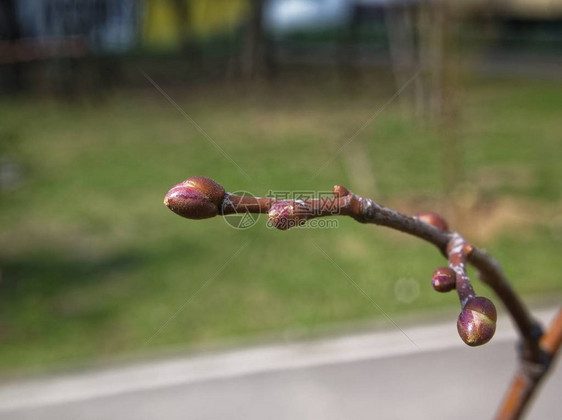 露茜在树枝图片