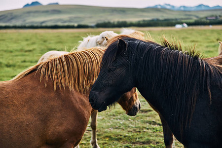 冰岛马冰岛马是冰岛养成的一匹马品图片