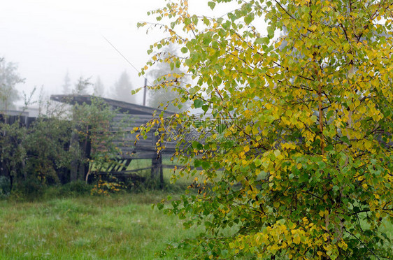 秋天的Birch叶子是清晨在雅库提亚一个住宅区的白雾中图片