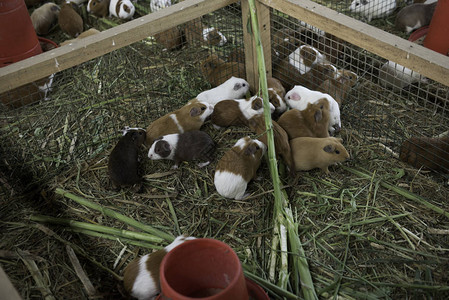 一群豚鼠在笼子里吃东西图片