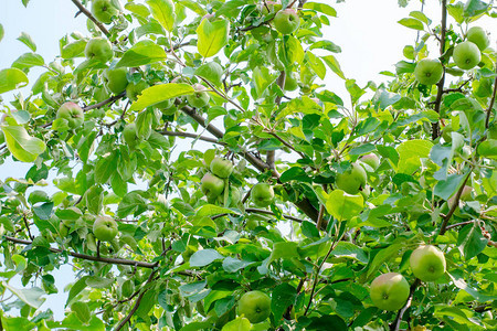 苹果生长在果园的树上图片